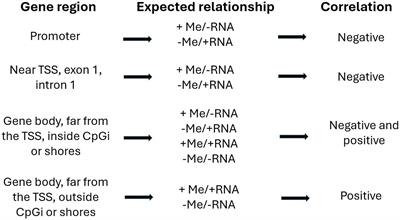 Epigenetic insights into creep-feeding: methylation profiling of Longissimus thoracis muscle at weaning in crossbred cattle